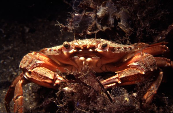 Strandkrabba