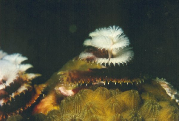 Christmasworm