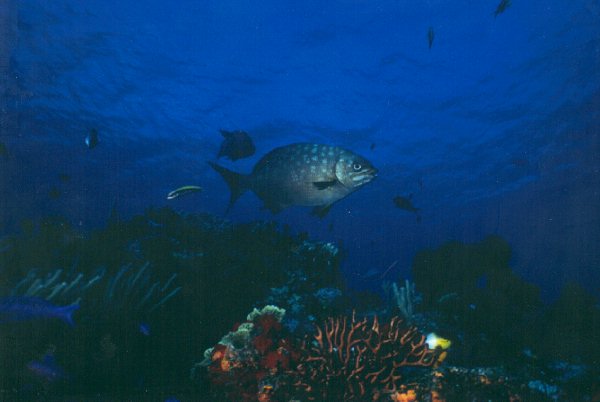 Fisk rödahavet