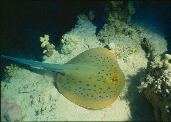 Bluespotted