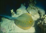 Bluespotted