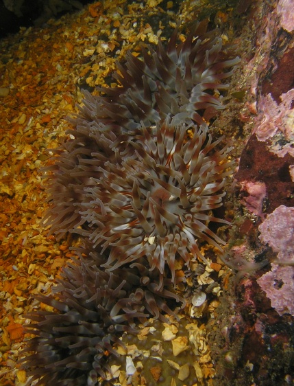 St Kilda050