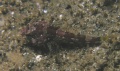 St Kilda008