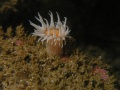 St Kilda011