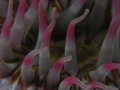 St Kilda012
