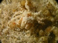 St Kilda014