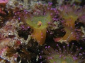 St Kilda015