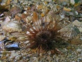 St Kilda042