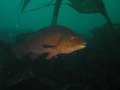 St Kilda048