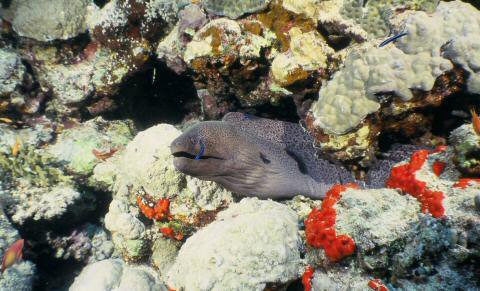 image009