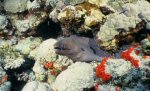 image009